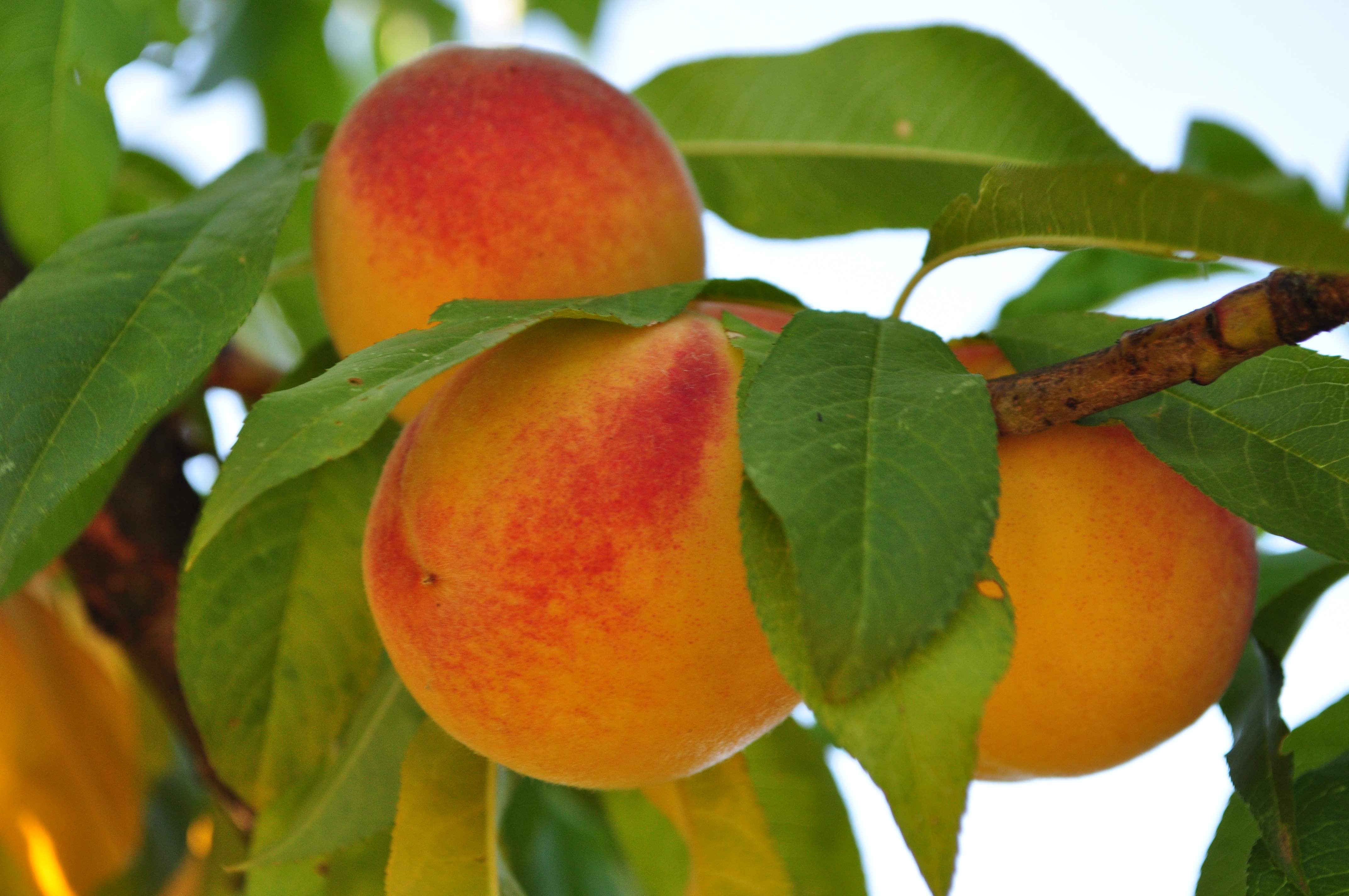 Image result for peaches on the tree